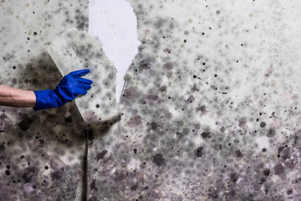 Best Crawl Space Mold Remediation in Ray City, GA